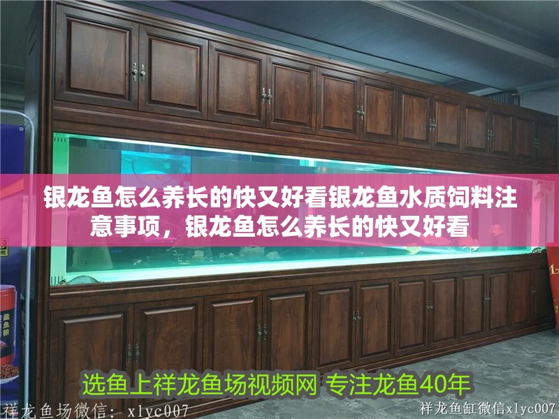 銀龍魚怎么養(yǎng)長(zhǎng)的快又好看銀龍魚水質(zhì)飼料注意事項(xiàng)，銀龍魚怎么養(yǎng)長(zhǎng)的快又好看