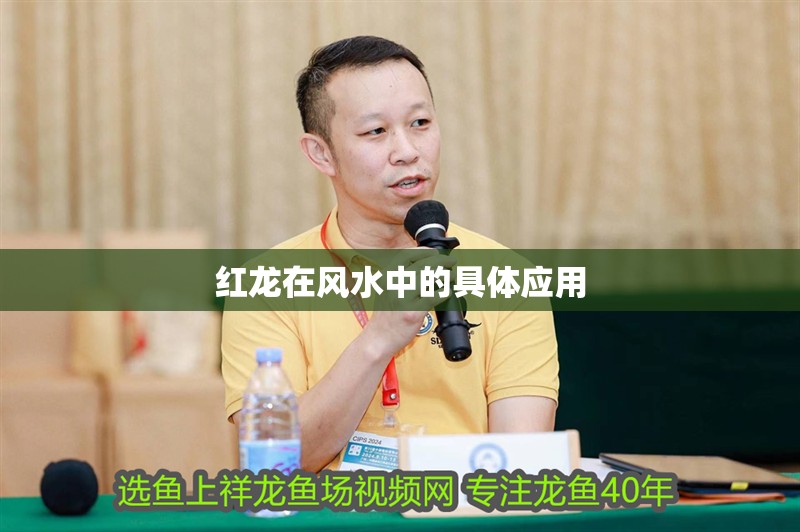 什么魚(yú)能和龍魚(yú)、虎魚(yú)混養(yǎng)(龍魚(yú)能和虎魚(yú)混養(yǎng)嗎) 紅龍?jiān)陲L(fēng)水中的具體應(yīng)用 龍魚(yú)百科 紅龍?jiān)陲L(fēng)水中的具體應(yīng)用 紅龍?jiān)陲L(fēng)水中的具體應(yīng)用 龍魚(yú)百科