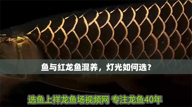 魚與紅龍魚混養，燈光如何選？