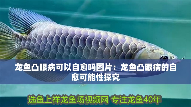 龍魚凸眼病可以自愈嗎圖片：龍魚凸眼病的自愈可能性探究