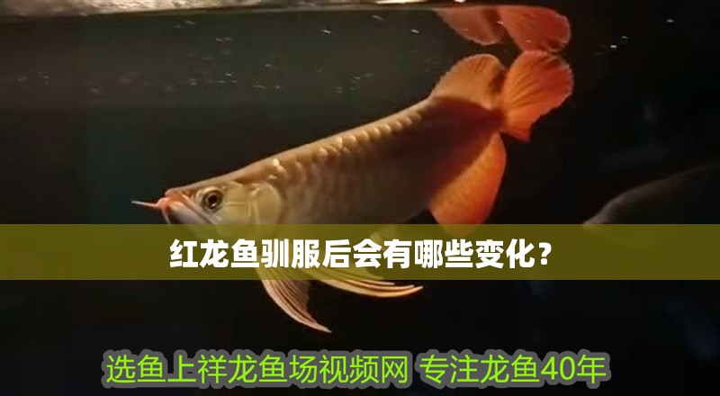 紅龍魚(yú)馴服后會(huì)有哪些變化？