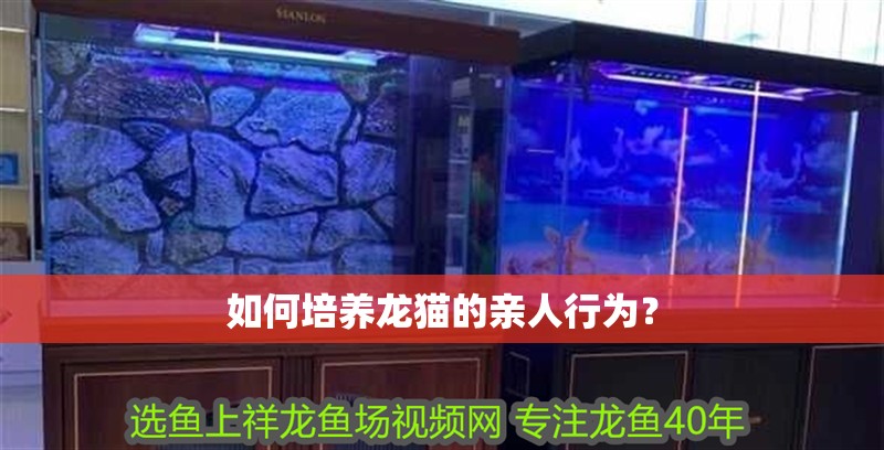 如何培養(yǎng)龍貓的親人行為？