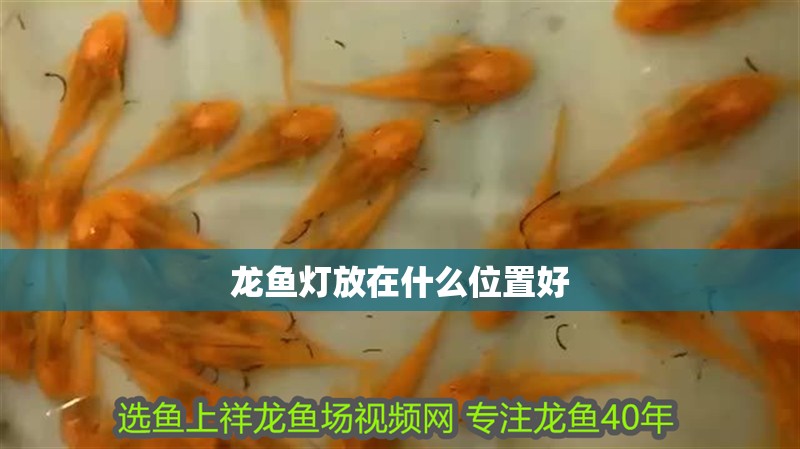 龍魚燈放在什么位置好