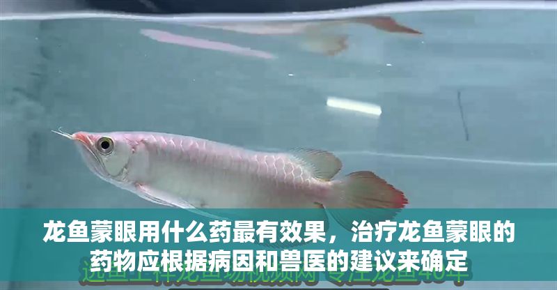 龍魚蒙眼用什么藥最有效果，治療龍魚蒙眼的藥物應根據病因和獸醫的建議來確定