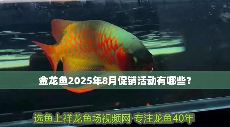金龍魚2025年8月促銷活動(dòng)有哪些？