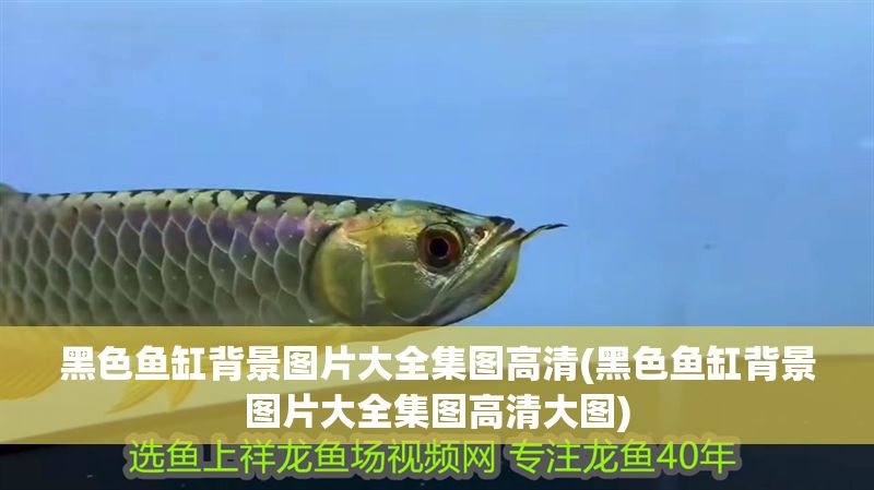 黑色魚缸背景圖片大全集圖高清(黑色魚缸背景圖片大全集圖高清大圖) 黑色魚缸背景圖片大全集圖高清(黑色魚缸背景圖片大全集圖高清大圖) 龍魚百科 第1張