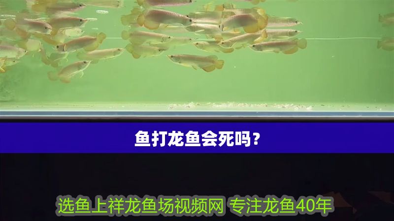 魚打龍魚會死嗎？