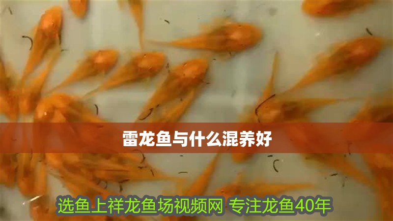 雷龍魚與什么混養好