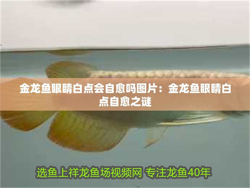 金龍魚(yú)眼睛白點(diǎn)會(huì)自愈嗎圖片：金龍魚(yú)眼睛白點(diǎn)自愈之謎