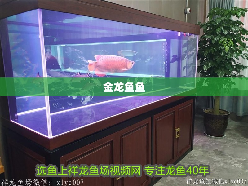 金龍魚魚