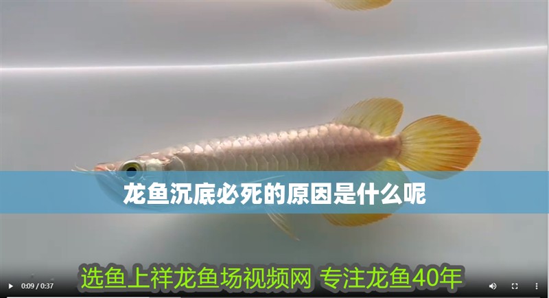龍魚(yú)沉底必死的原因是什么呢 龍魚(yú)沉底必死的原因是什么呢 龍魚(yú)百科