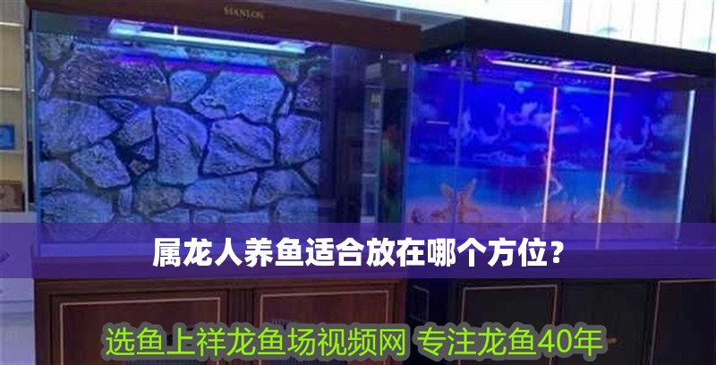 屬龍人養魚適合放在哪個方位？