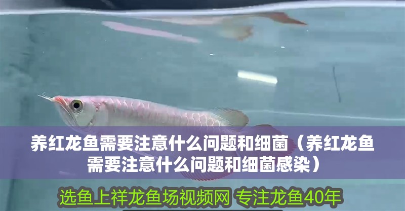 養紅龍魚需要注意什么問題和細菌（養紅龍魚需要注意什么問題和細菌感染）
