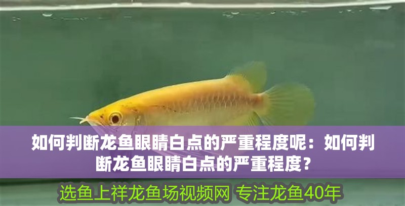 如何判斷龍魚(yú)眼睛白點(diǎn)的嚴(yán)重程度呢：如何判斷龍魚(yú)眼睛白點(diǎn)的嚴(yán)重程度？