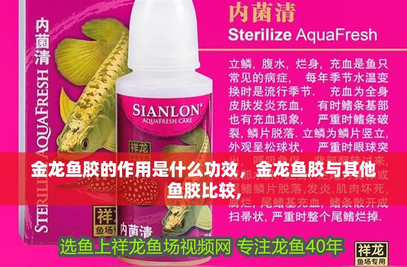 金龍魚膠的作用是什么功效，金龍魚膠與其他魚膠比較,