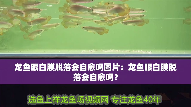 魚缸用增氧泵價格是多少:魚缸增氧機-xtrac增氧機-xtrac增氧機 龍魚眼白膜脫落會自愈嗎圖片:龍魚眼白膜脫落會自愈嗎? 水族問答 龍魚眼白膜脫落會自愈嗎圖片:龍魚眼白膜脫落會自愈嗎? 龍魚眼白膜脫落會自愈嗎圖片:龍魚眼白膜脫落會自愈嗎? 水族問答