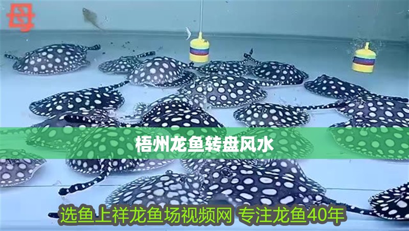 梧州龍魚轉盤風水