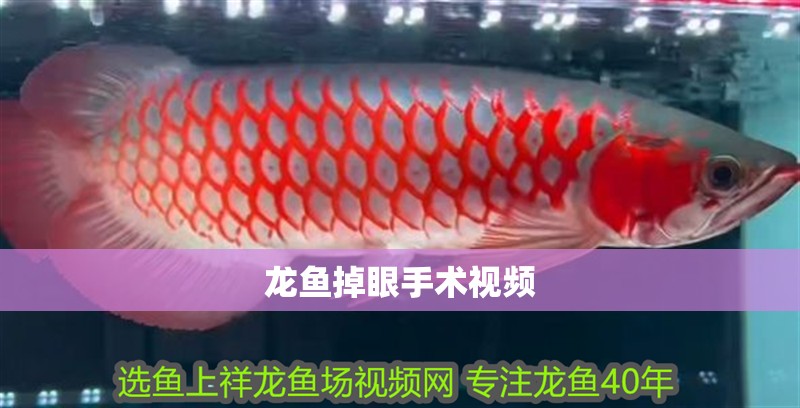 龍魚掉眼手術視頻