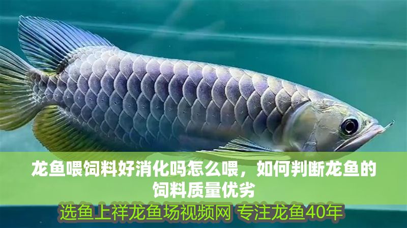龍魚(yú)喂飼料好消化嗎怎么喂，如何判斷龍魚(yú)的飼料質(zhì)量?jī)?yōu)劣