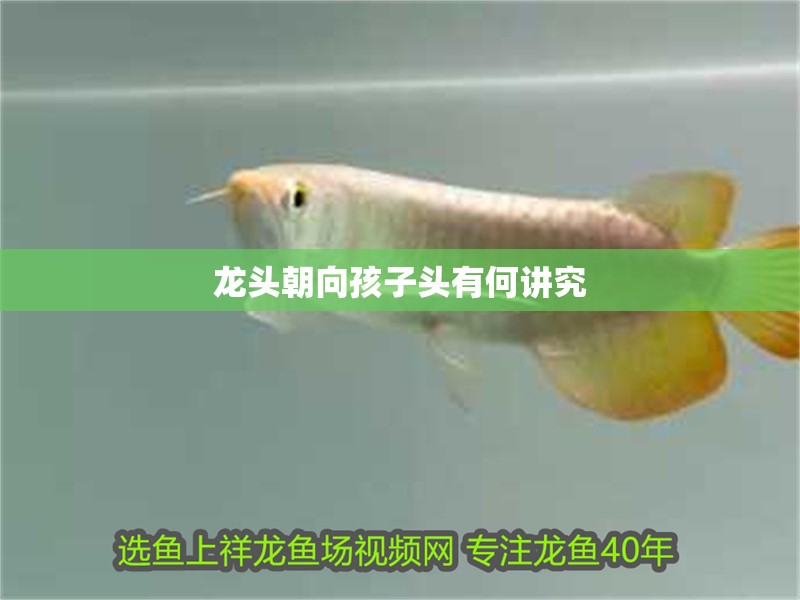 龍頭朝向孩子頭有何講究 龍頭朝向孩子頭有何講究 龍魚百科