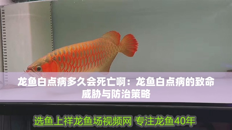 龍魚白點病多久會死亡啊：龍魚白點病的致命威脅與防治策略