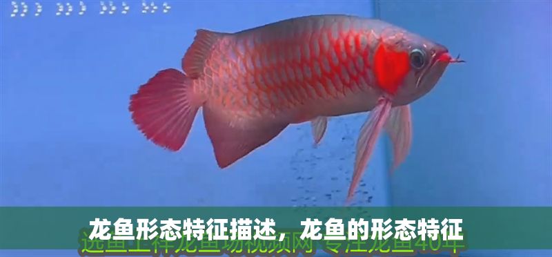 龍魚形態特征描述，龍魚的形態特征