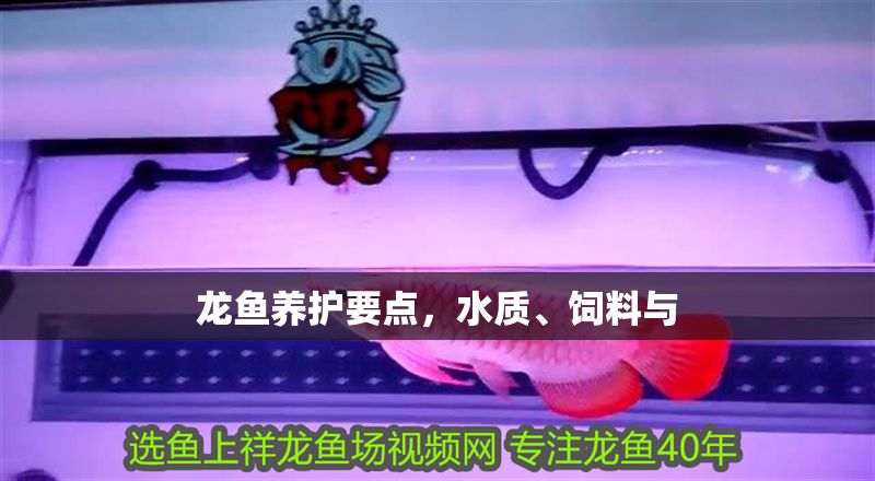 龍魚養護要點，水質、飼料與