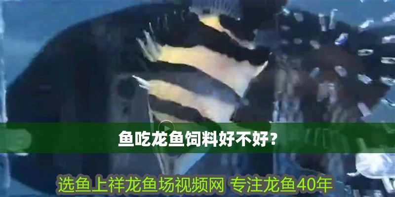 魚吃龍魚飼料好不好？