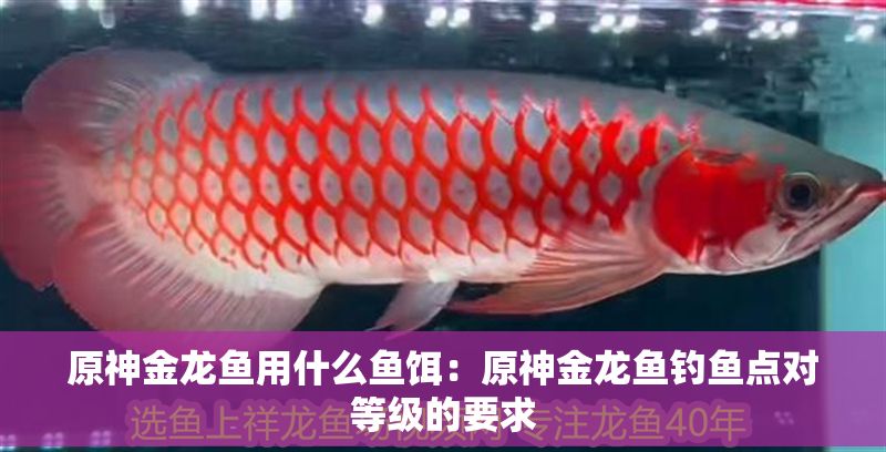 原神金龍魚用什么魚餌：原神金龍魚釣魚點(diǎn)對等級的要求