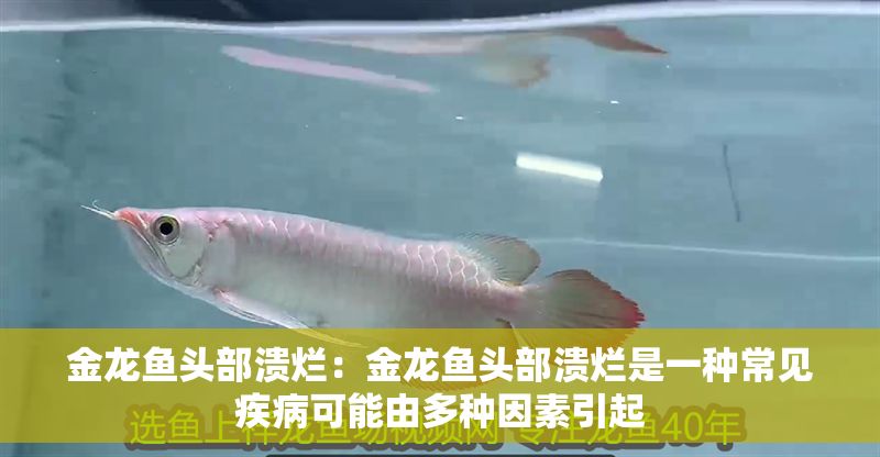 金龍魚頭部潰爛：金龍魚頭部潰爛是一種常見疾病可能由多種因素引起