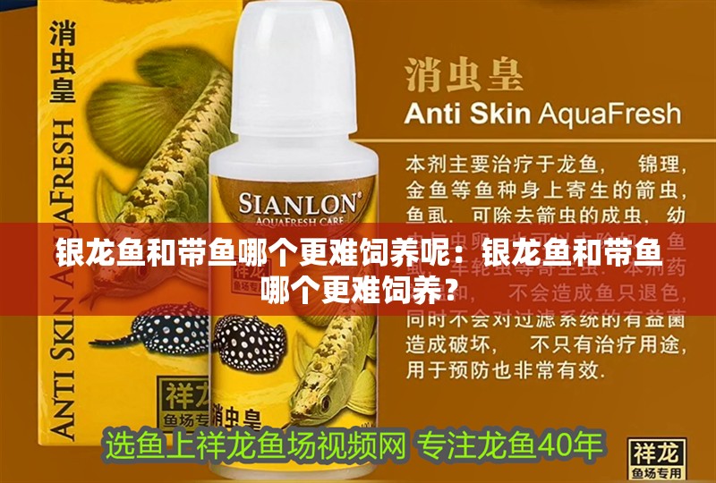 銀龍魚和帶魚哪個(gè)更難飼養(yǎng)呢：銀龍魚和帶魚哪個(gè)更難飼養(yǎng)？