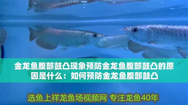 金龍魚(yú)腹部鼓凸現(xiàn)象預(yù)防金龍魚(yú)腹部鼓凸的原因是什么：如何預(yù)防金龍魚(yú)腹部鼓凸