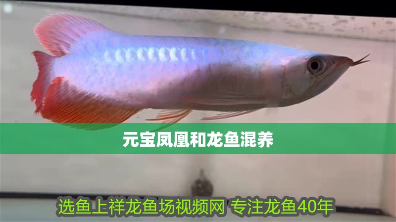 元寶鳳凰和龍魚混養(yǎng) 元寶鳳凰和龍魚混養(yǎng) 龍魚百科