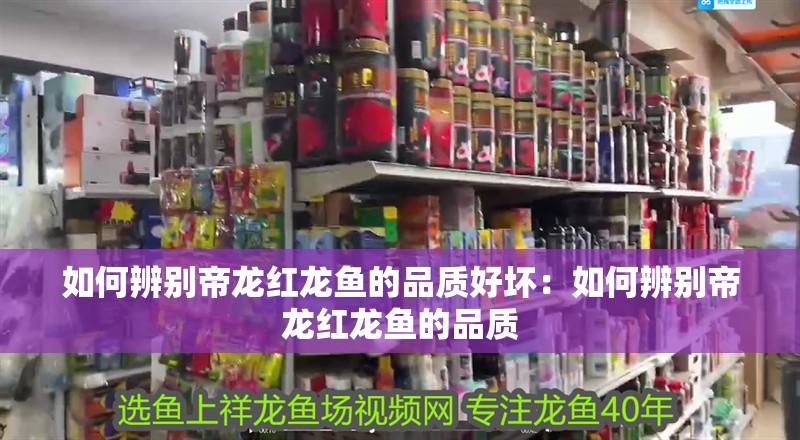 如何辨別帝龍紅龍魚的品質好壞：如何辨別帝龍紅龍魚的品質