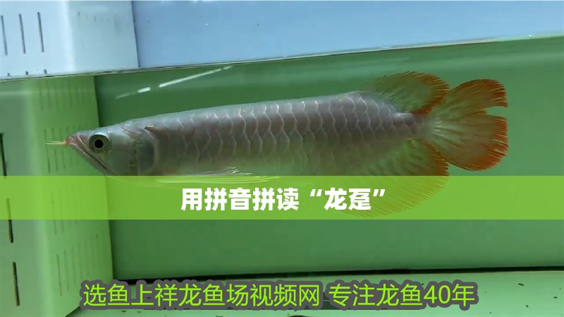 用拼音拼讀“龍躉” 用拼音拼讀“龍躉” 龍魚百科
