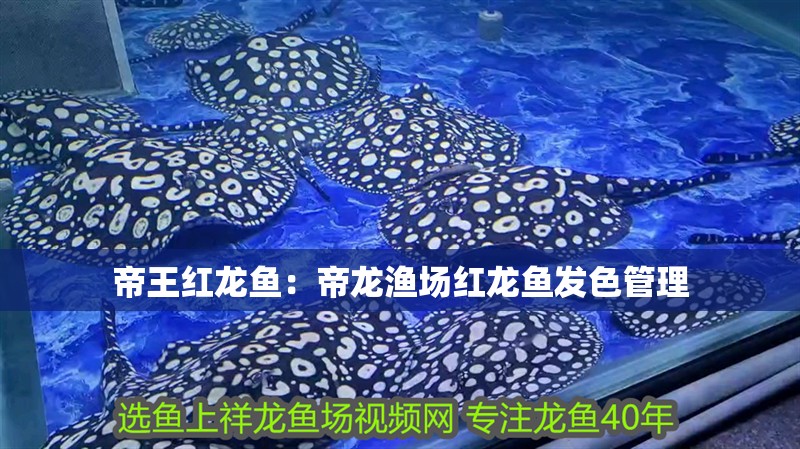 帝王紅龍魚：帝龍漁場(chǎng)紅龍魚發(fā)色管理