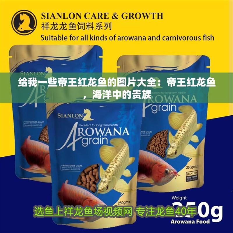 給我一些帝王紅龍魚的圖片大全：帝王紅龍魚，海洋中的貴族