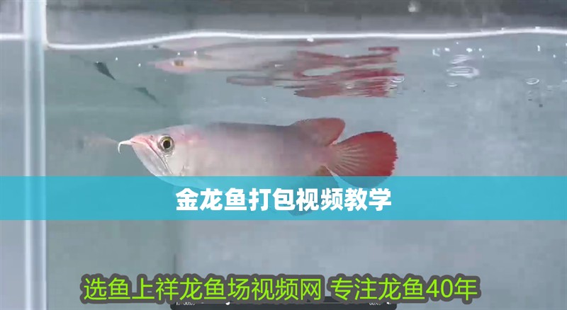 金龍魚打包視頻教學