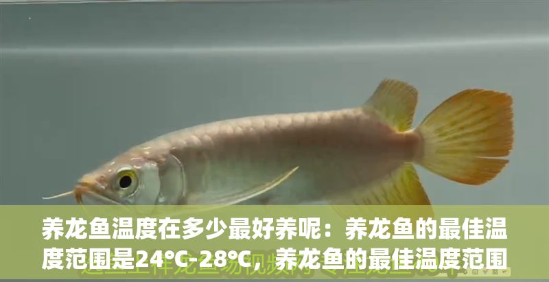 養龍魚溫度在多少最好養呢：養龍魚的最佳溫度范圍是24℃-28℃，養龍魚的最佳溫度范圍是24℃-[需手動填充]