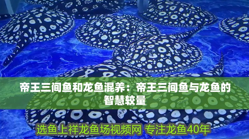 帝王三間魚和龍魚混養：帝王三間魚與龍魚的智慧較量