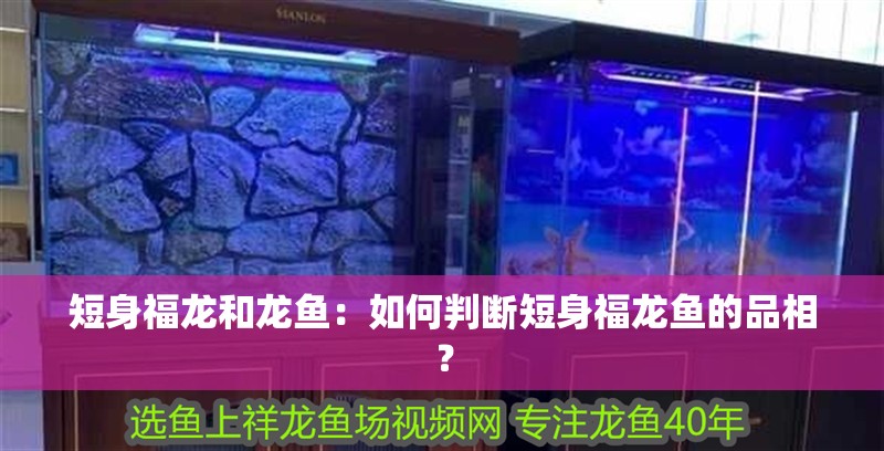 短身福龍和龍魚：如何判斷短身福龍魚的品相？