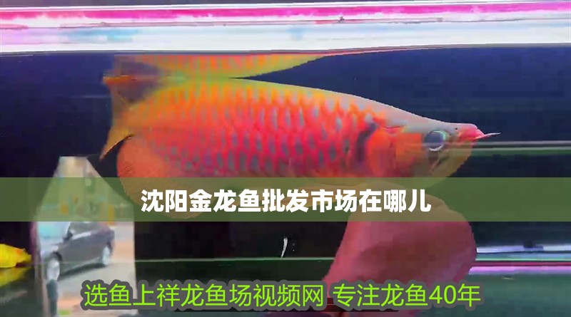 沈陽金龍魚批發市場在哪兒 沈陽金龍魚批發市場在哪兒 龍魚百科