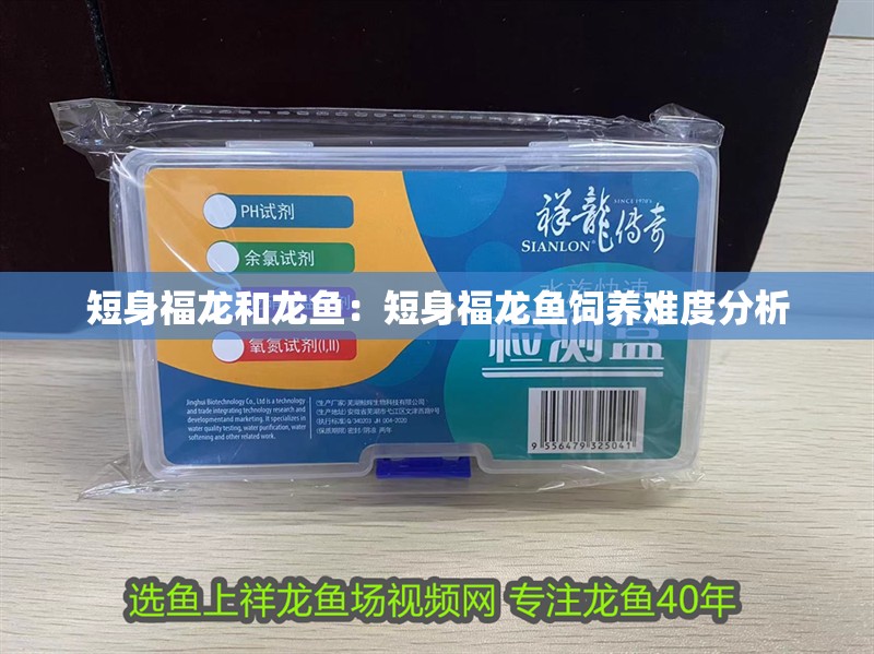 短身福龍和龍魚：短身福龍魚飼養難度分析