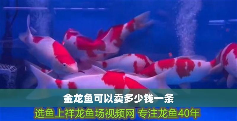 金龍魚可以賣多少錢一條