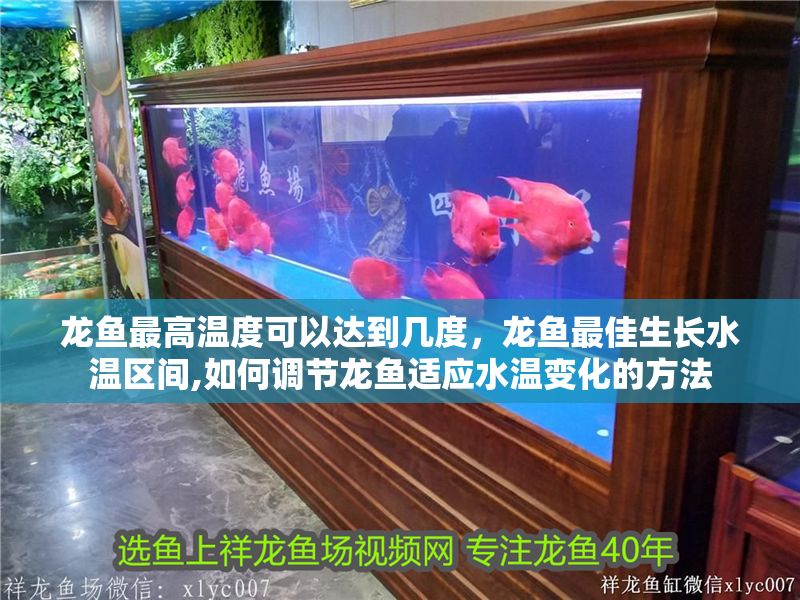 龍魚(yú)最高溫度可以達(dá)到幾度，龍魚(yú)最佳生長(zhǎng)水溫區(qū)間,如何調(diào)節(jié)龍魚(yú)適應(yīng)水溫變化的方法