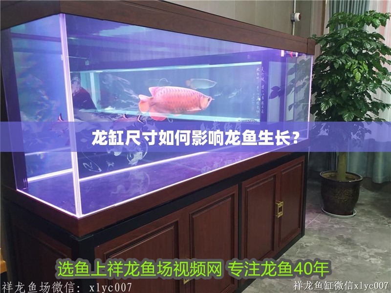 龍缸尺寸如何影響龍魚生長？