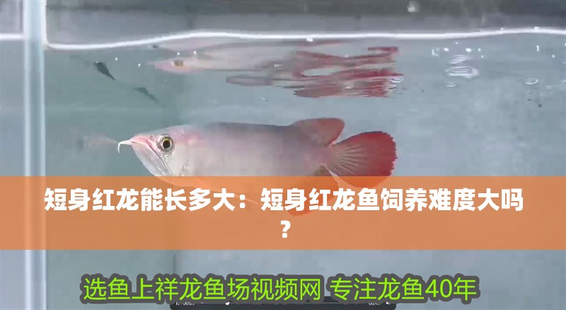 短身紅龍能長多大：短身紅龍魚飼養難度大嗎？