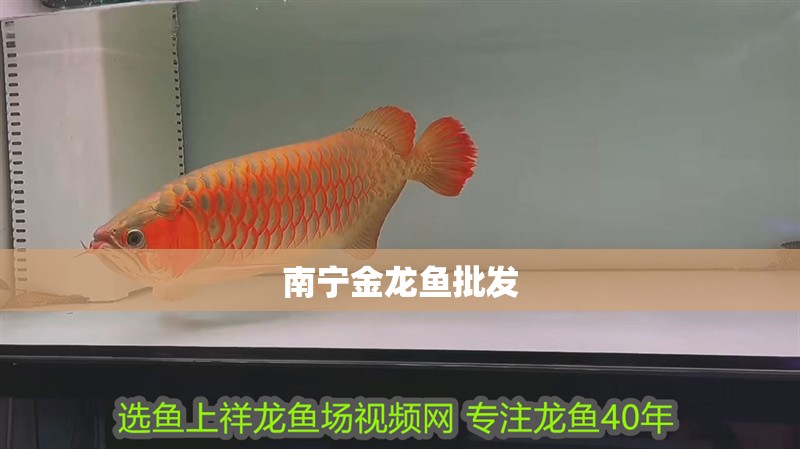 南寧金龍魚批發