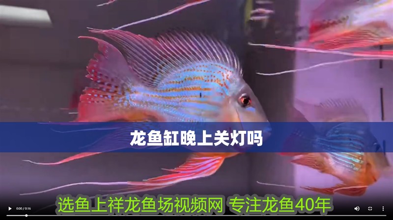 龍魚缸晚上關燈嗎