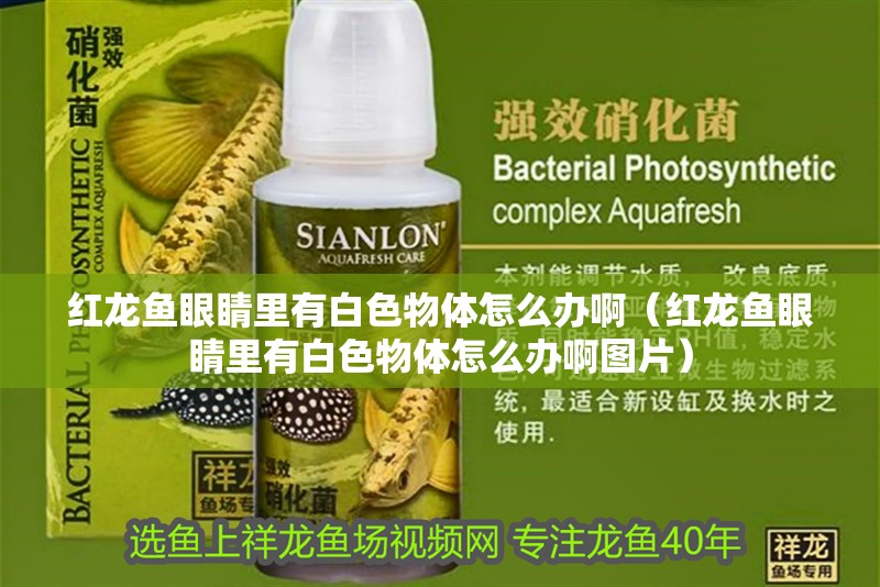 紅龍魚眼睛里有白色物體怎么辦?。t龍魚眼睛里有白色物體怎么辦啊圖片）